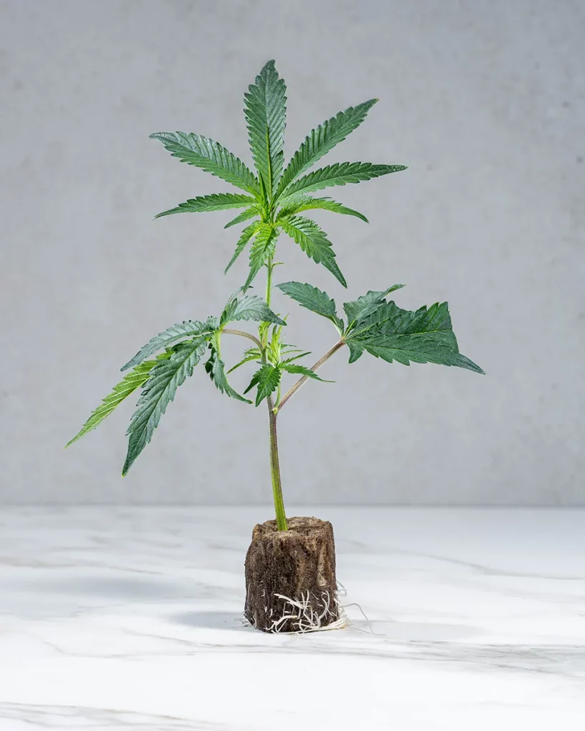 lig.shop | Apple Fritter