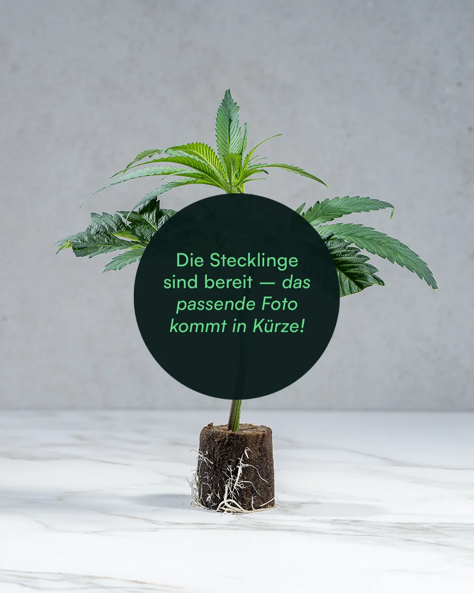 lig.shop | Platzhalter Bild