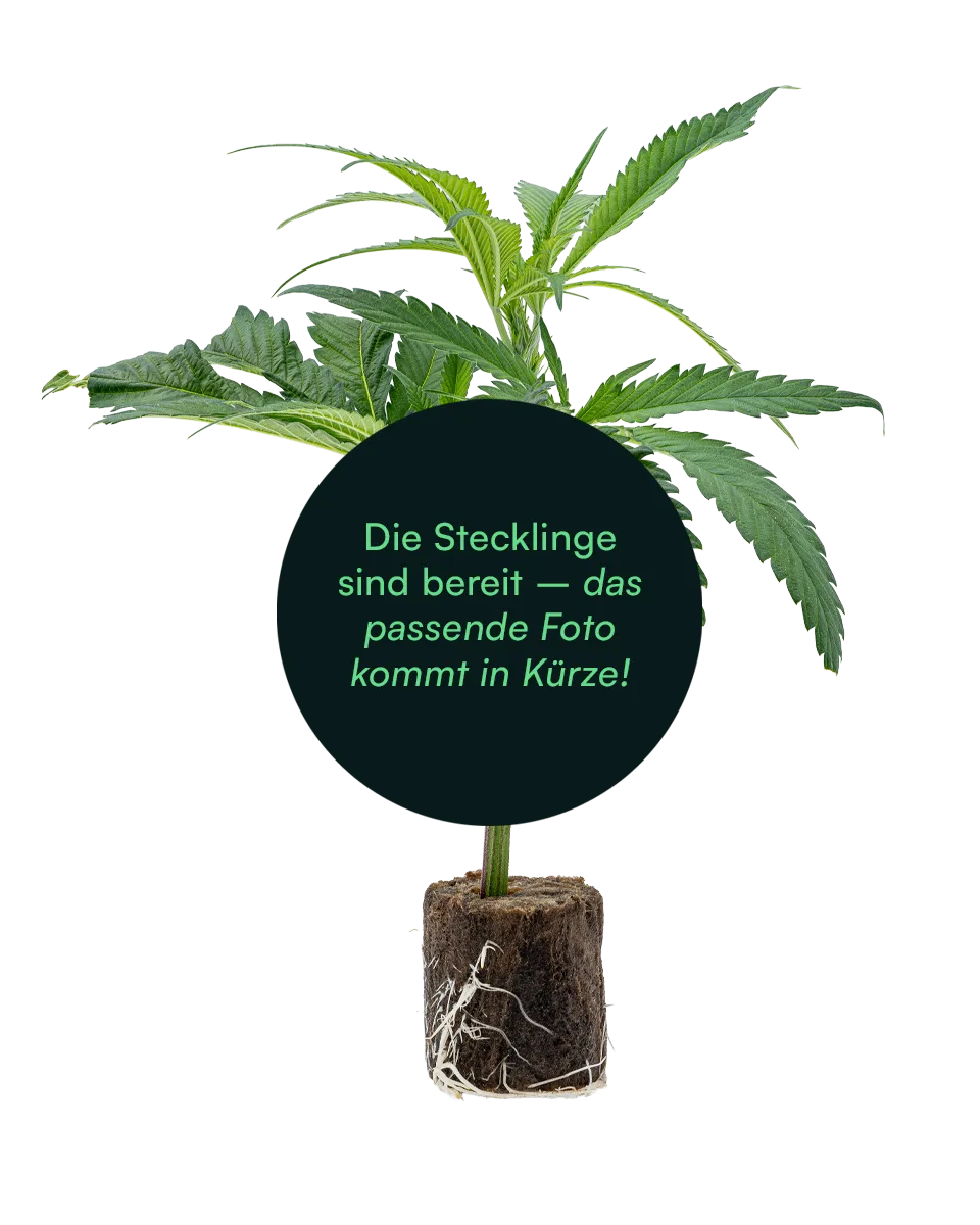 lig.shop | Platzhalter Bild