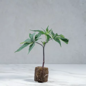 lig.shop | Dantes Inferno #8