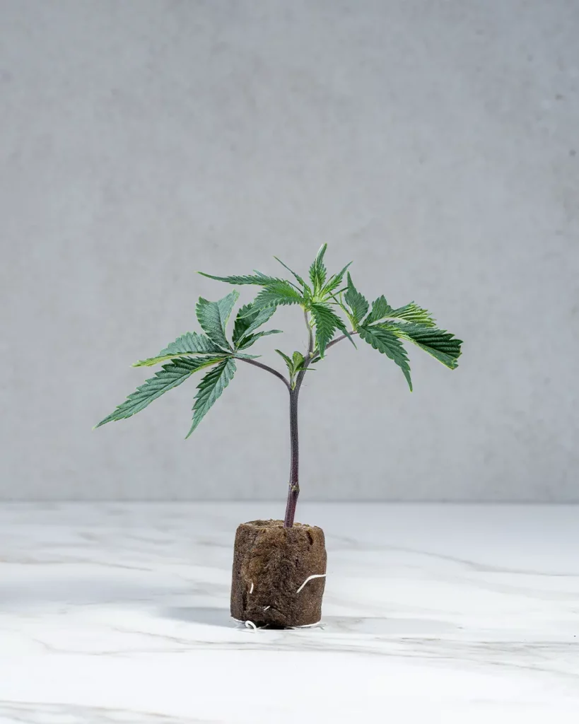 lig.shop | Dantes Inferno #8