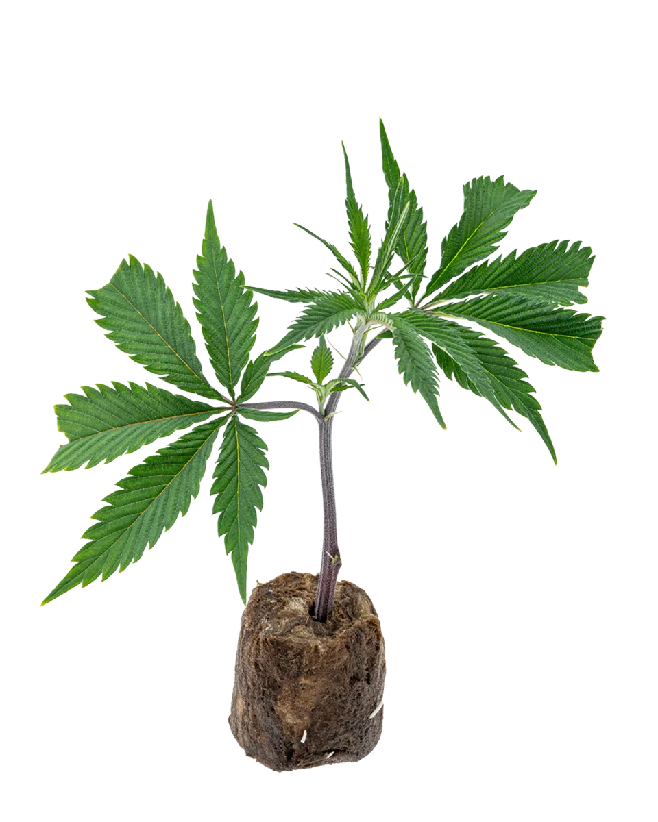 lig.shop | Dantes Inferno #8