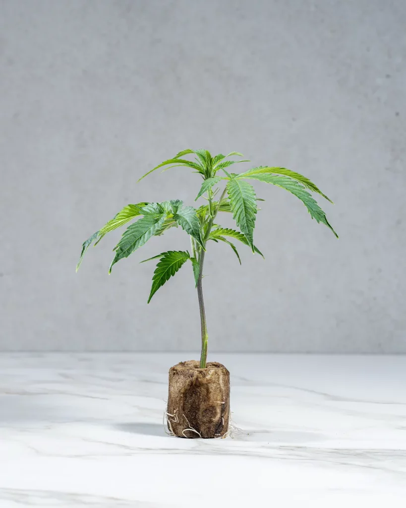 lig.shop | Permanent Marker