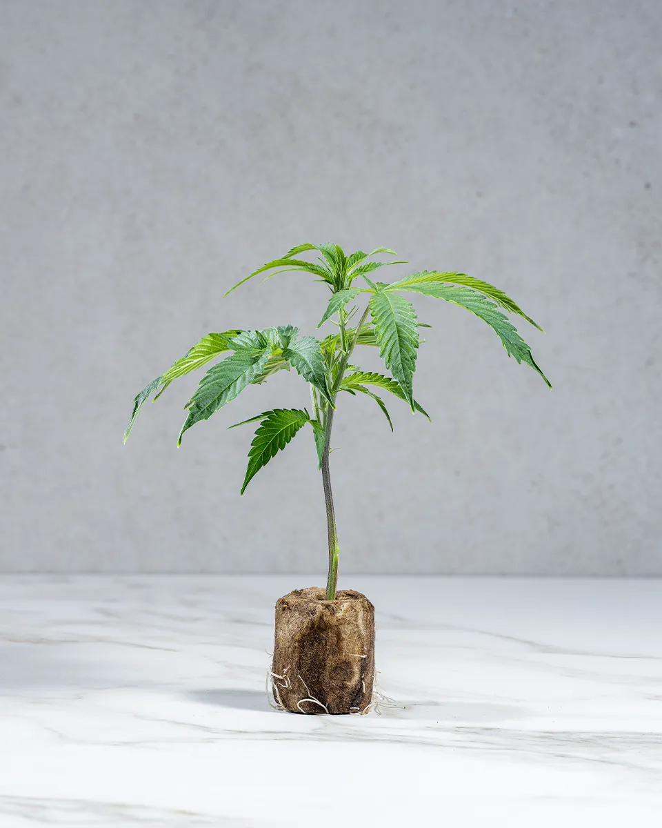 lig.shop | Permanent Marker