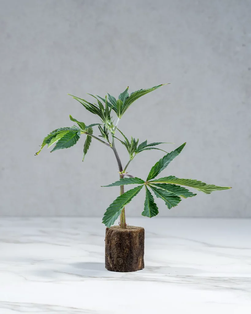 lig.shop | Pineapple Fruz