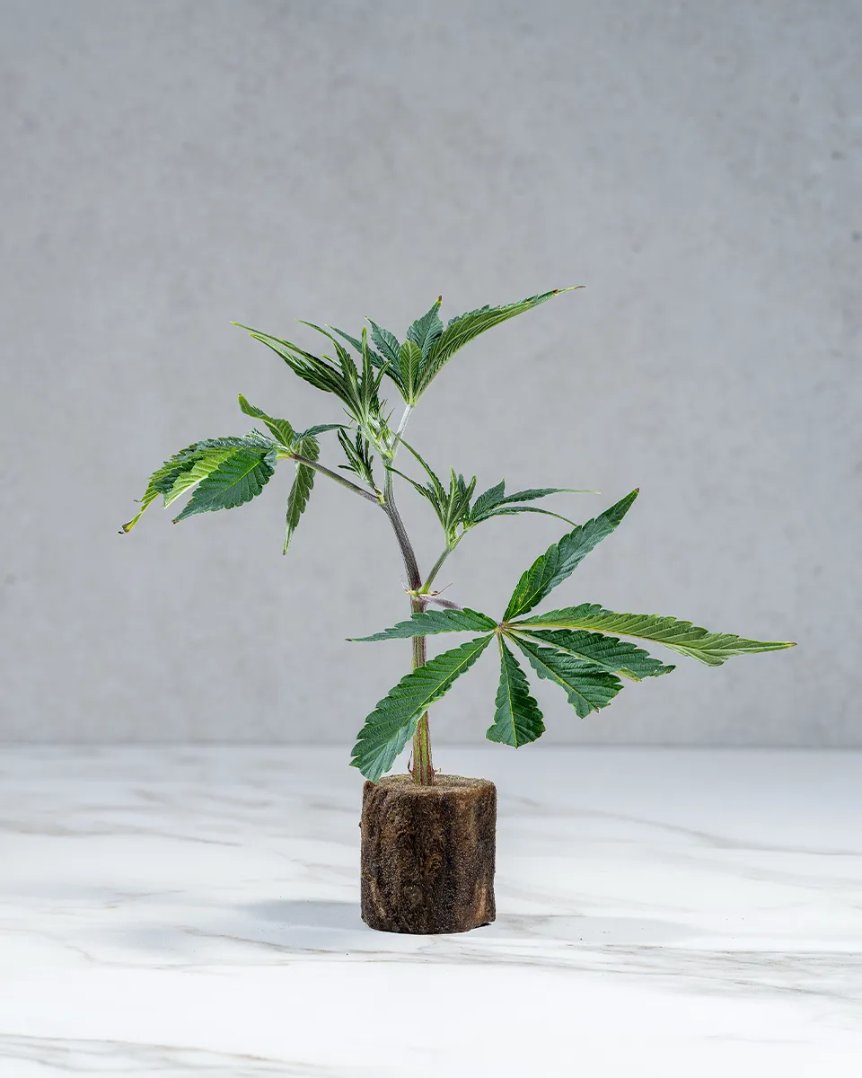 lig.shop | Pineapple Fruz