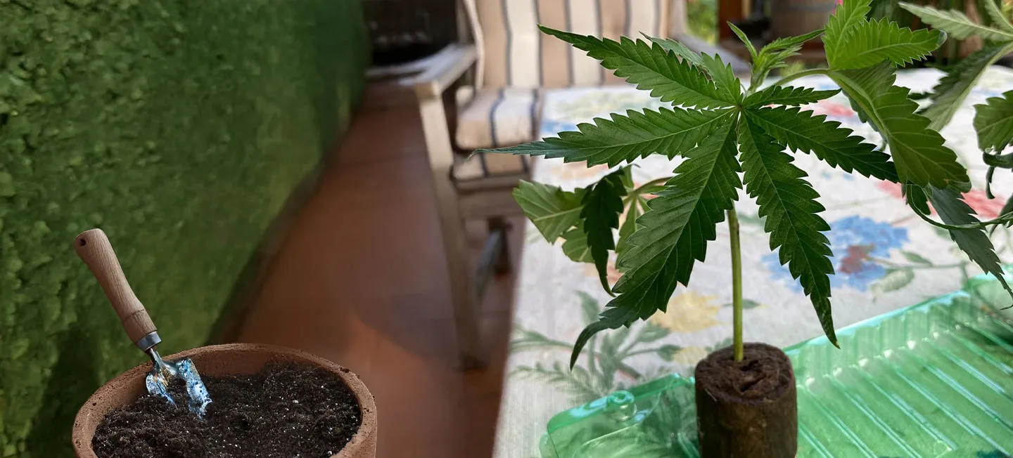 Weed Wisdom | Was tun, wenn dein Steckling ankommt?