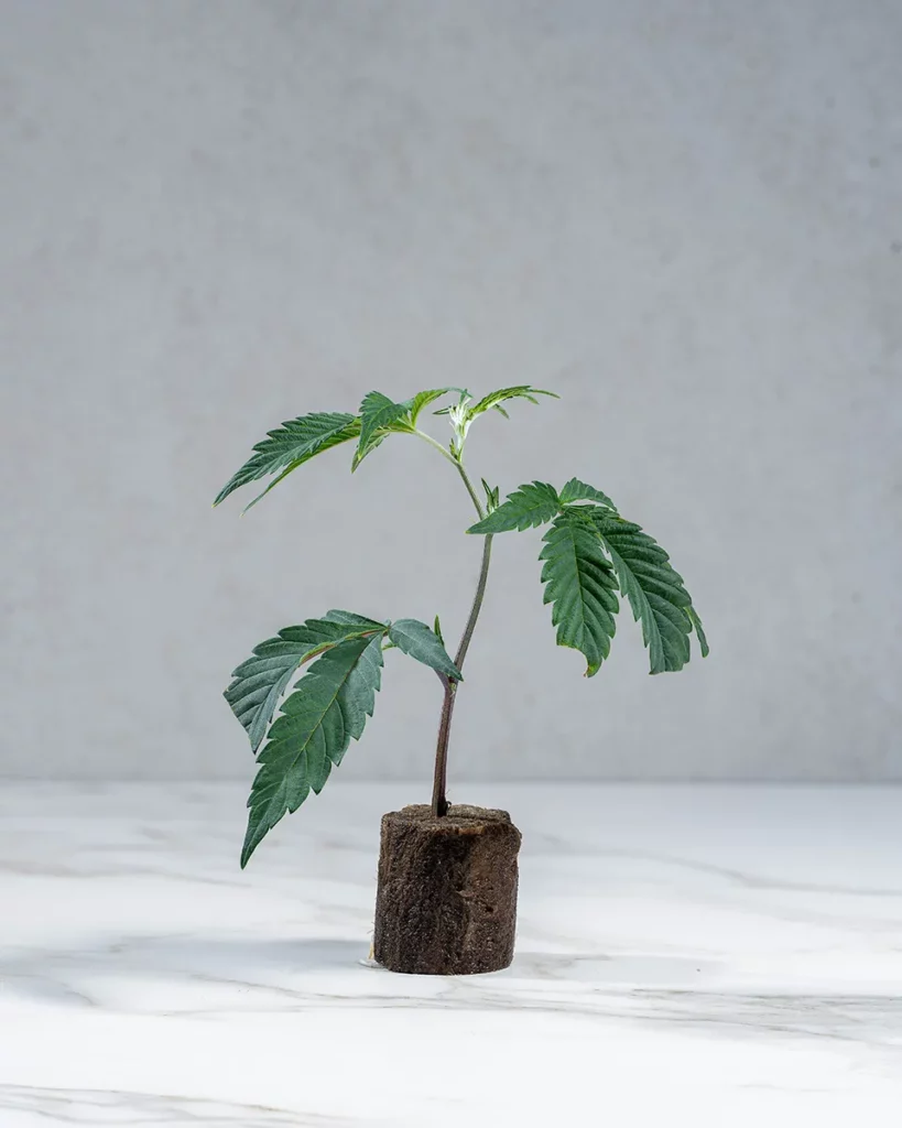 lig.shop | Baby Jokerz