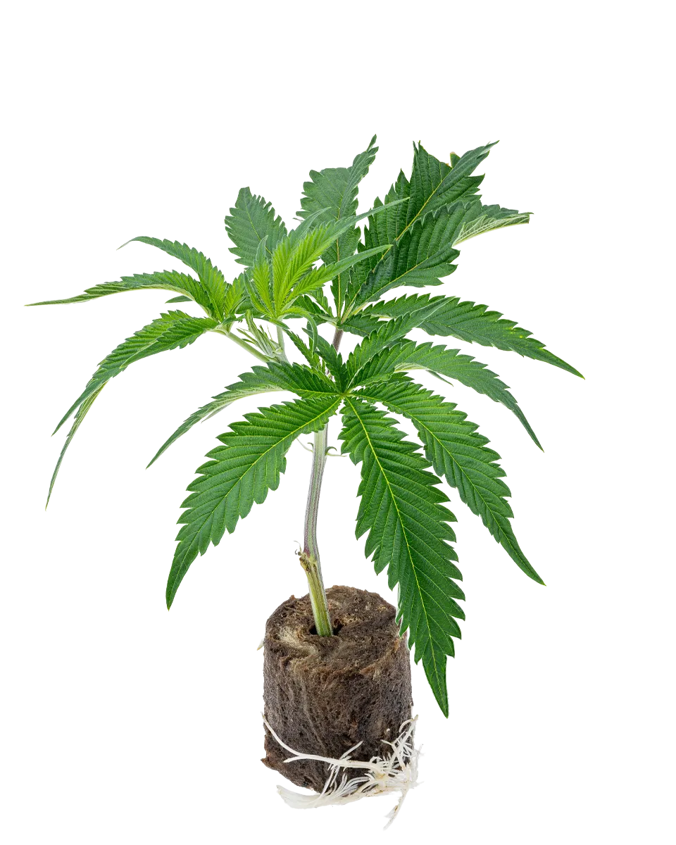 lig.shop | Banoreoz #3