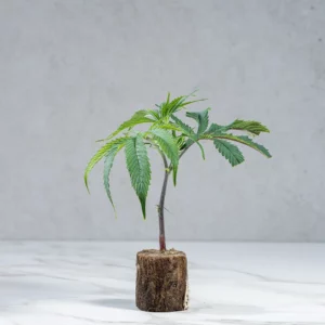 lig.shop | Emergen-C