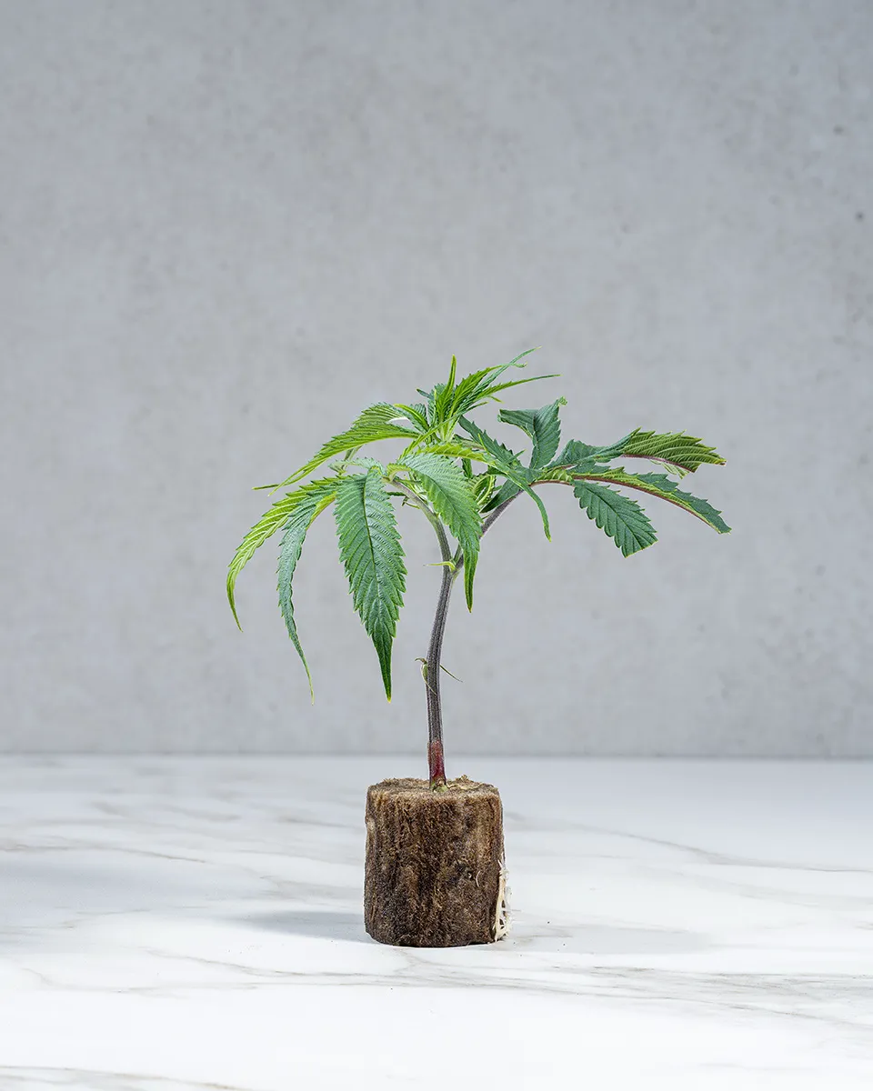 lig.shop | Emergen-C