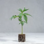 lig.shop | Ice Cream Cake