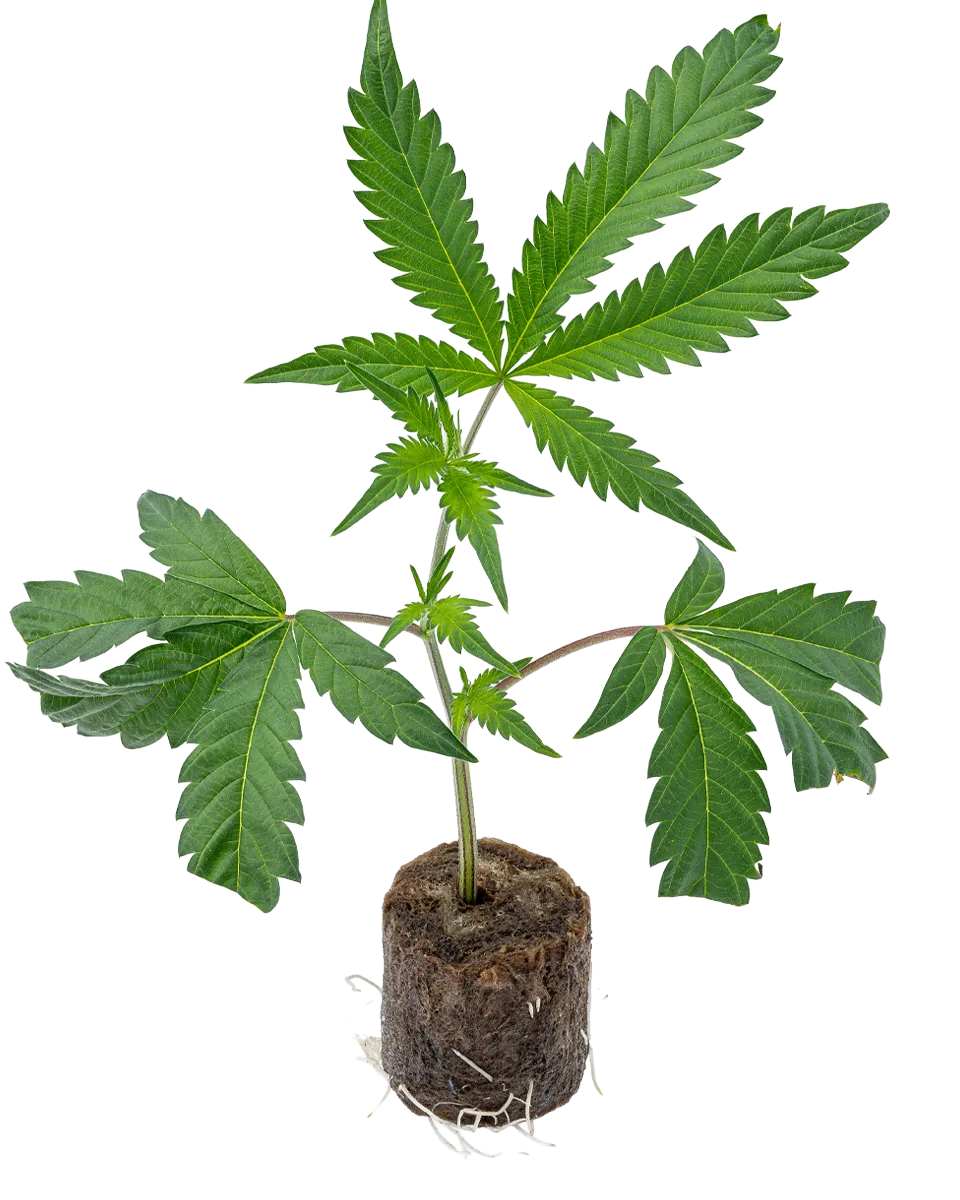 lig.shop | Ice Cream Cake