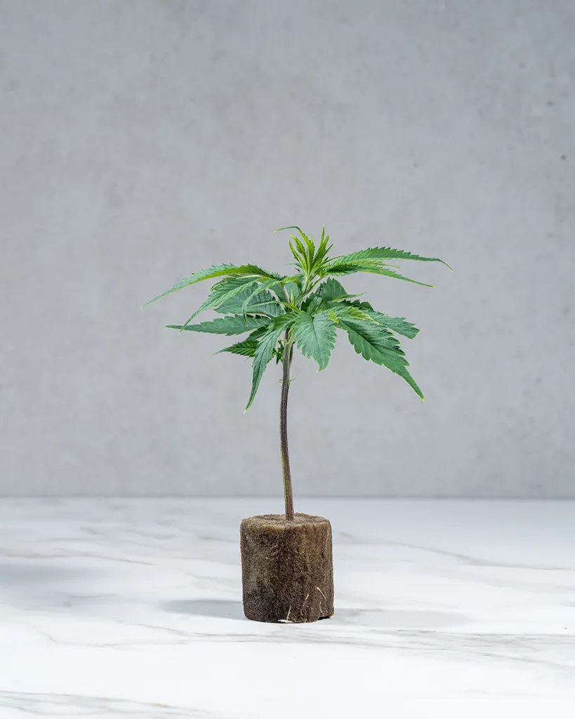 lig.shop | Strawberry Guava