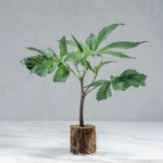 lig.shop | Animal Tsunami