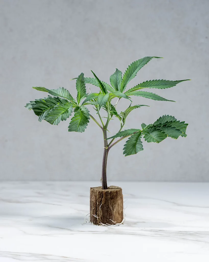 lig.shop | Animal Tsunami