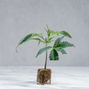 lig.shop | Runtz