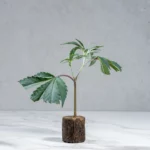 lig.shop | Blue Zushi