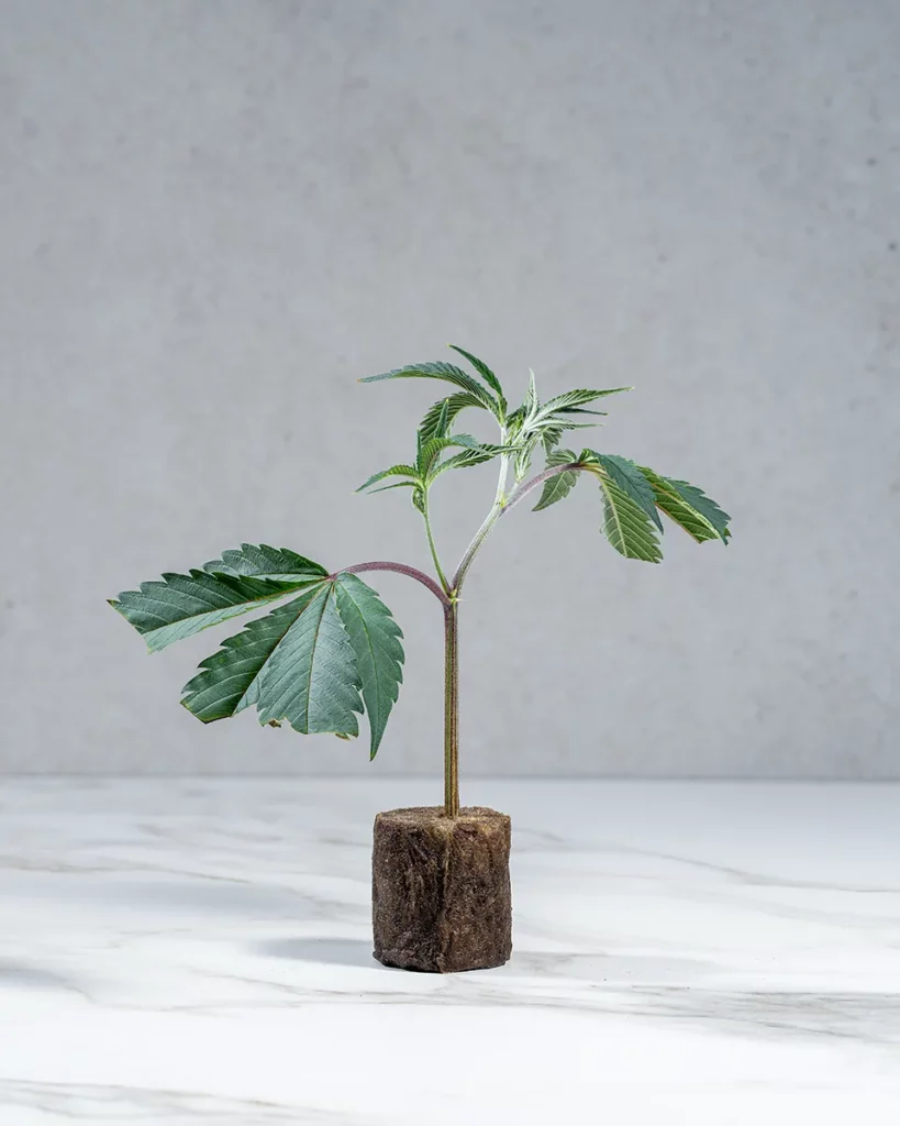 lig.shop | Blue Zushi