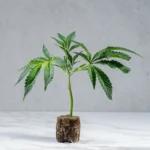 lig.shop | Super Buff Cherry #26