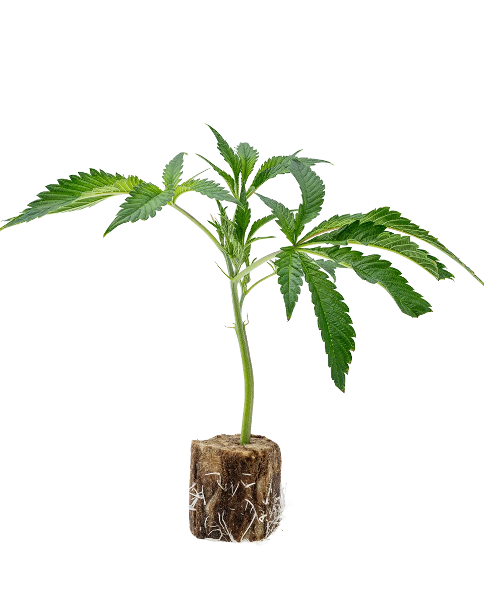 lig.shop | Super Buff Cherry #26