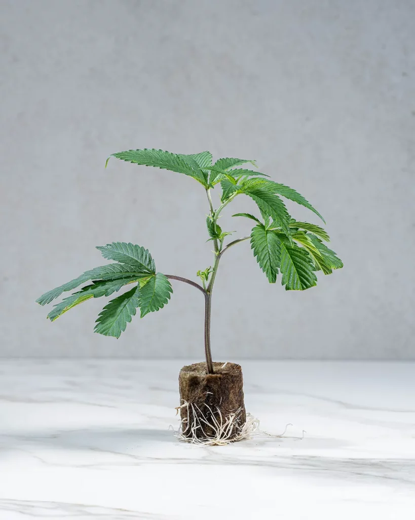 lig.shop | Bananaconda #4