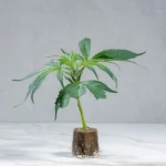 lig.shop | Banana Runtz