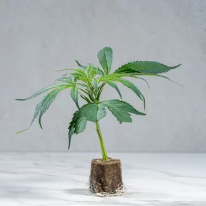 lig.shop | Banana Runtz