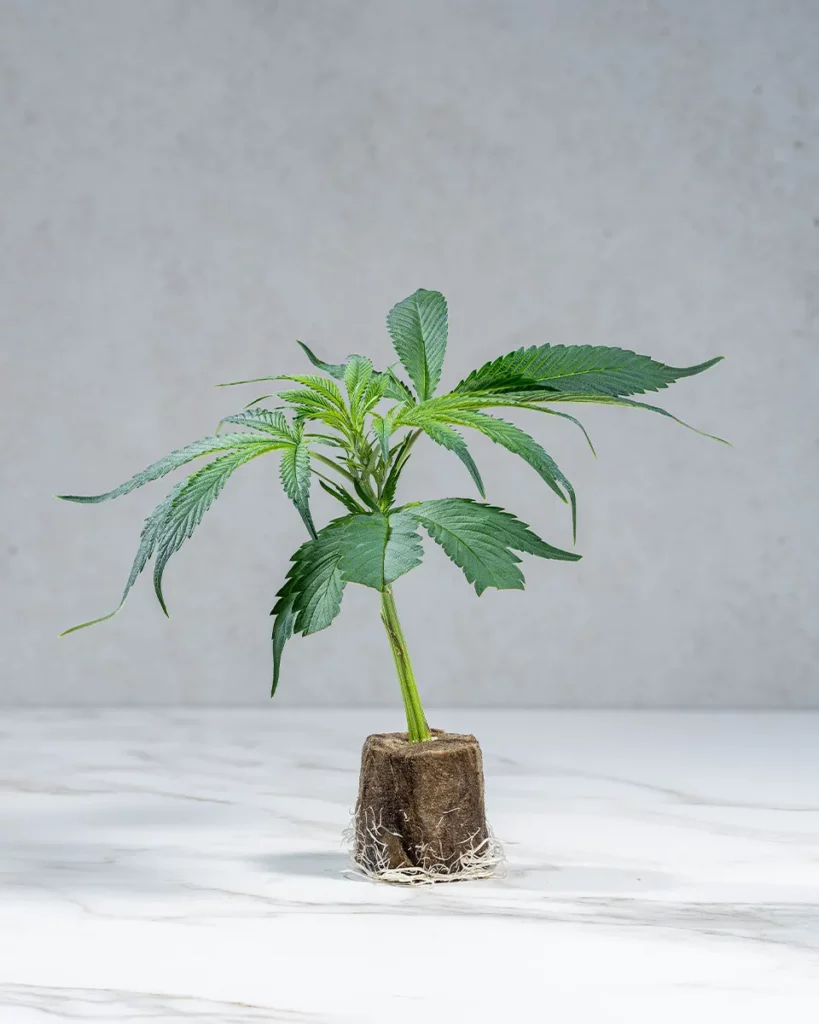 lig.shop | Banana Runtz