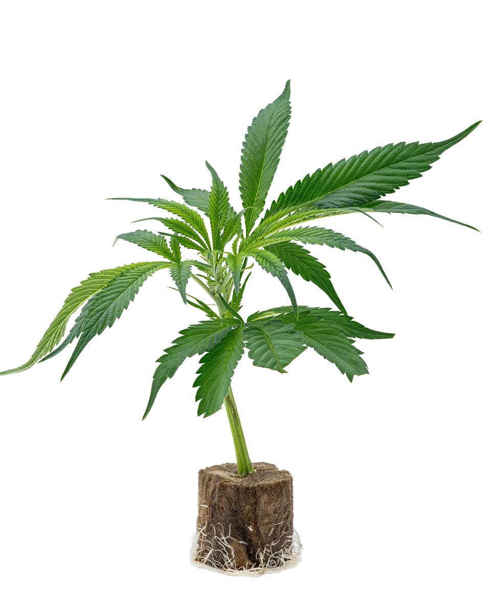 lig.shop | Banana Runtz