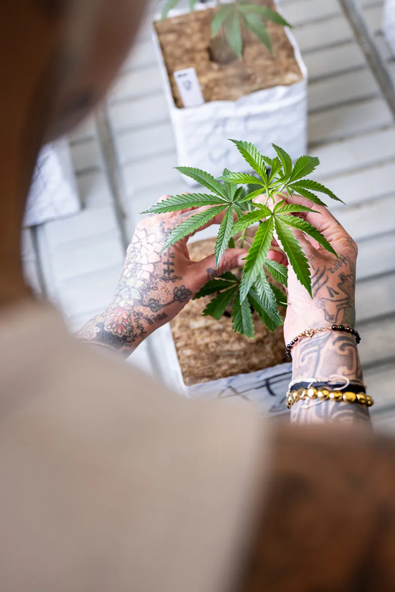 lig.shop | Handselektierte Auswahl und Aufzucht der Mutterpflanzen