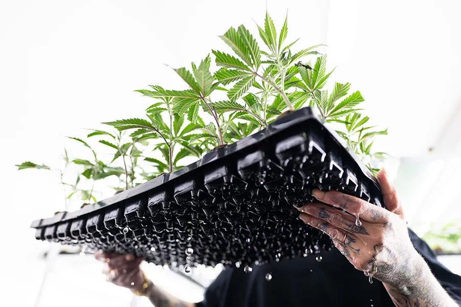 lig.shop | Tauchen der Stecklinge