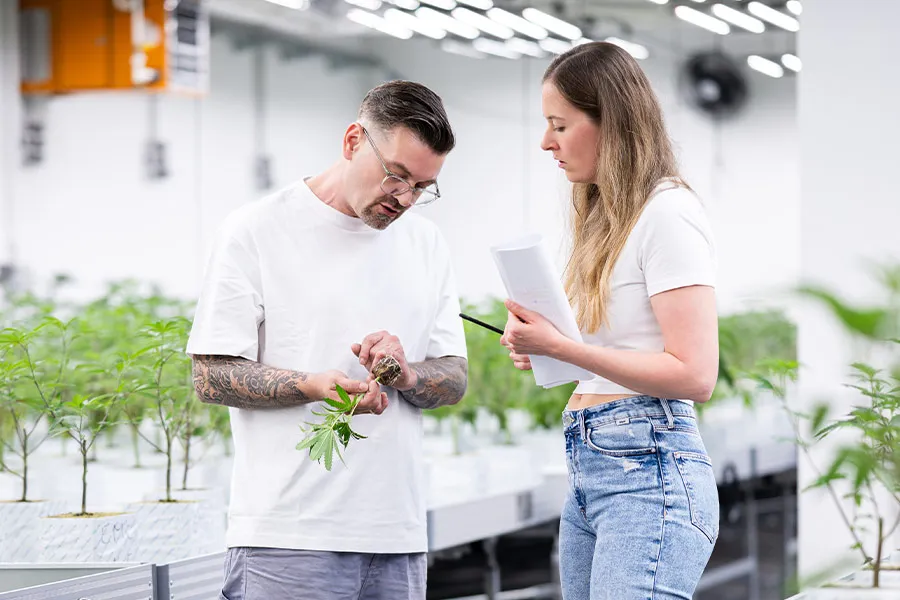 lig.shop | Qualitätskontrolle der Durchwurzelung bei den Stecklingen