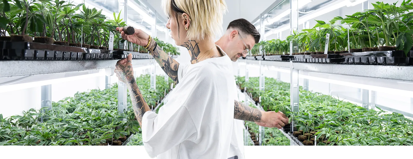 lig.shop | Stecklingskontrolle